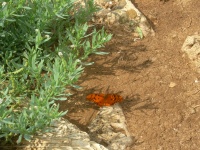 butterfly on beach.JPG